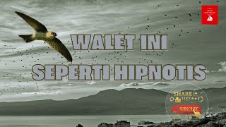 SUARA PANGGIL BURUNG WALET TERBAIK II ÂM THANH GỌI CỦA CHIM YẾN TỐT  NHẤT