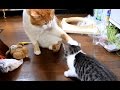 子猫に超優しいネコパンチ