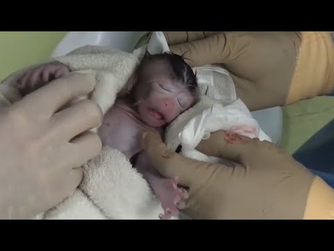ビデオ: 雄の哺乳類が子宮移植後初めて正常な子孫を出産した