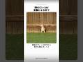 隣のワンコが家族になるまで