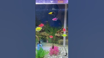 #Shorts Góc Thư Giãn Ngắm  Bể Cá Cảnh Mini Đủ Màu Sắc