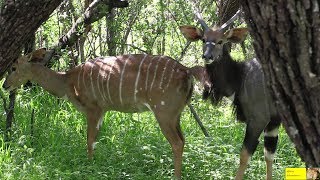 Download Lagu Meet A Pregnant Nyala Ewe And Later Her Cute New Baby MP3