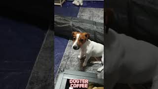 Funny Puppy Using App | DOGTER COFFEE Jack Russell Terrier