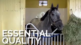 Belmont Stakes | 🏇❤🏇 Round Of Applause ALL Thoroughbreds | WINNER 'Essential Quality' 🏇🏆🏇