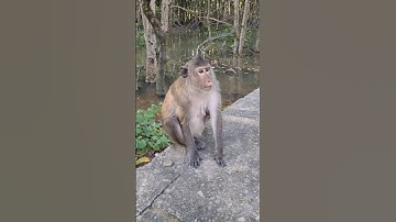 Khỉ rừng Sác huyện Cần Giờ #shorts