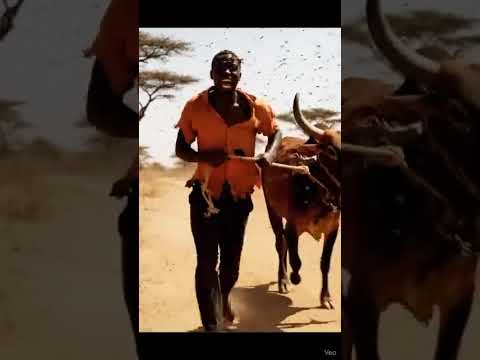 Piga Simu Usaidiwe WhatsApp Number 255761911889 Tibaasilia Africanculture Trendingshorts 