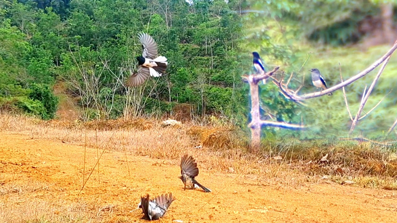 Populasi burung kacer masih melimpah di sini