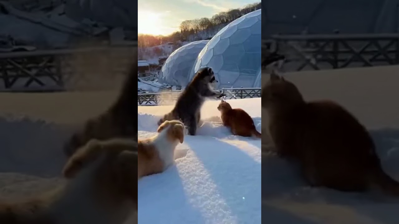 Let's go to the UK and enjoy some rock music! 