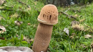 Nature’s Wonder || Amazing Creature || Wonderful Fungi