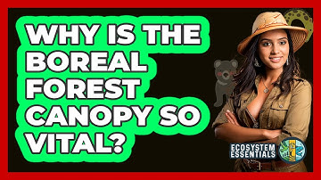 Why Is The Boreal Forest Canopy So Vital? - Ecosystem Essentials