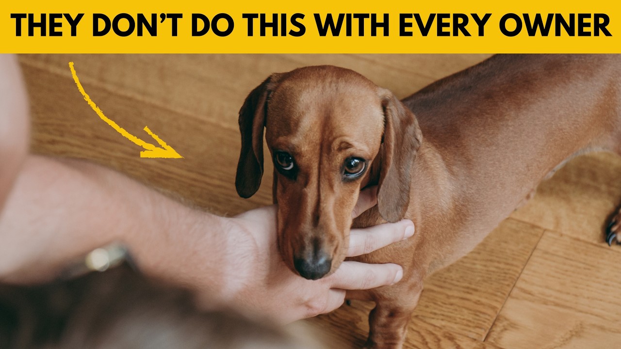 Your Dachshund Does This ONLY If You're a Truly Great Owner thumbnail