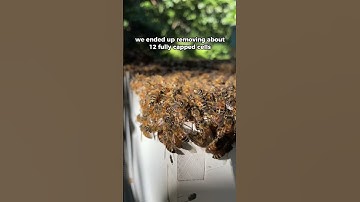 I hope this works! #shorts #beekeeping #beekeeper #beelover #honeybee #queenbees #beehive #bees