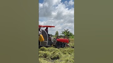 Bắt chuột đồng vàng 🐭🌾 | Trò vui miền Tây mùa gặt