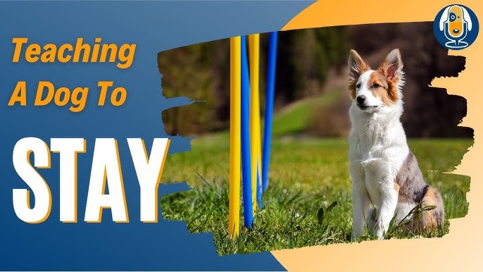 DIY Dog Agility Course That You Can Make At Home! - SitStay