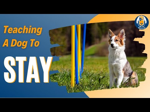 Video: Cum să fii cel mai bun părinte de câine din Univers