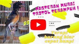 masteran trotolan murai batu | terapi murai trotol agar cepat bunyi dan gacor