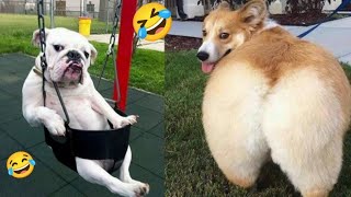 New Funny Animals Videos 😂 Funniest cats and dogs 🐱🐶 funny videos