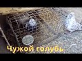 Поймали голубя в Астрахани!