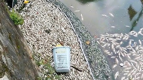 Cận cảnh cá chết nổi trắng, bốc mùi nồng nặc tại hào thành cổ Vinh