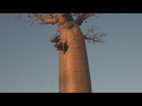 Video: Fotoessay: Avenue Du Baobab, Madagaskar - Matador Network