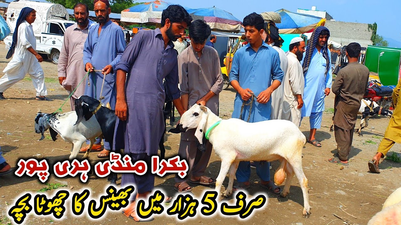 Bakra Mandi Haripur Latest Update 24 August 2023 | Only 5K Buffalo Baby