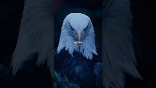 Najmudrija Osoba U Prostoriji Ne Mora Govoriti Najglasnije...