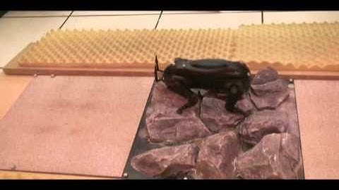 learned_controller2.wmv