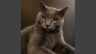 OMAR MEOW - BuchuWaWa
