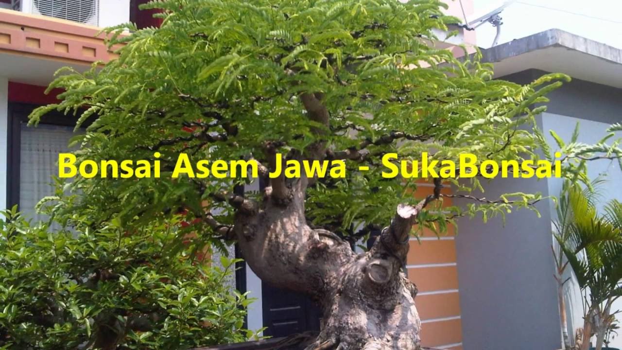 Galeri Bonsai  Asam Jawa  YouTube