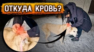 Откуда у Розы кровь? Тишка заболел.Перс отморозил лапы.Много еды для животных. Сьемка от лица брата.