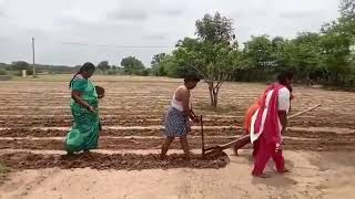 Terrible Tomato farmer in Madanapalle, Chittoor dt, forced to use his daughters for ploughing