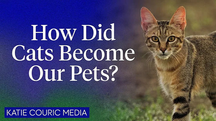 How did cats become our pets? We asked an evolutionary biologist - DayDayNews