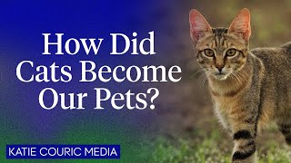 How did cats become our pets? We asked an evolutionary biologist