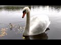4K Лебеди осенью  - Звуки природы  _  Swans in autumn  -  Sounds of nature