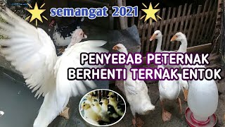 Penyebab Peternak Berhenti Ternak Entok