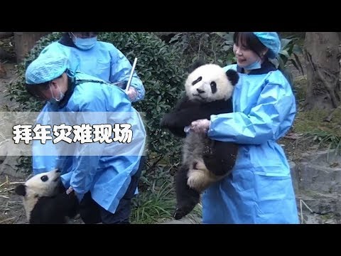 《熊貓早晚安》過年時被媽媽拉去拜年一臉不情願的你 | iPanda