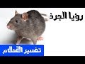 الجرذ في الحلم - تفسير الاحلام لابن سيرين - MR. INFO