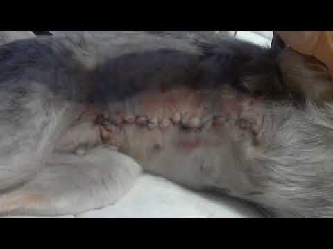 australian cattle dog has alot of stitches after breast removal cancer surgery