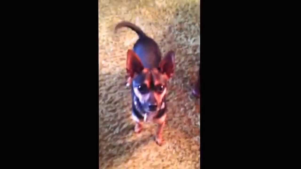 Slim Shady Stonecliffe Animal Rescue. Showing off how fast he can sit YouTube