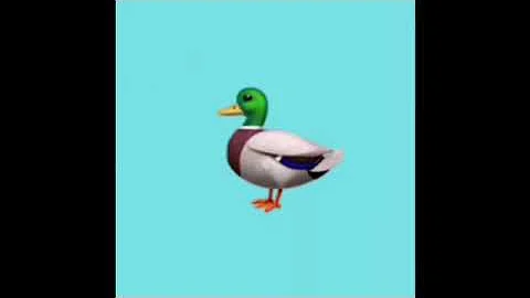 What kind of duckery cassandra gomez