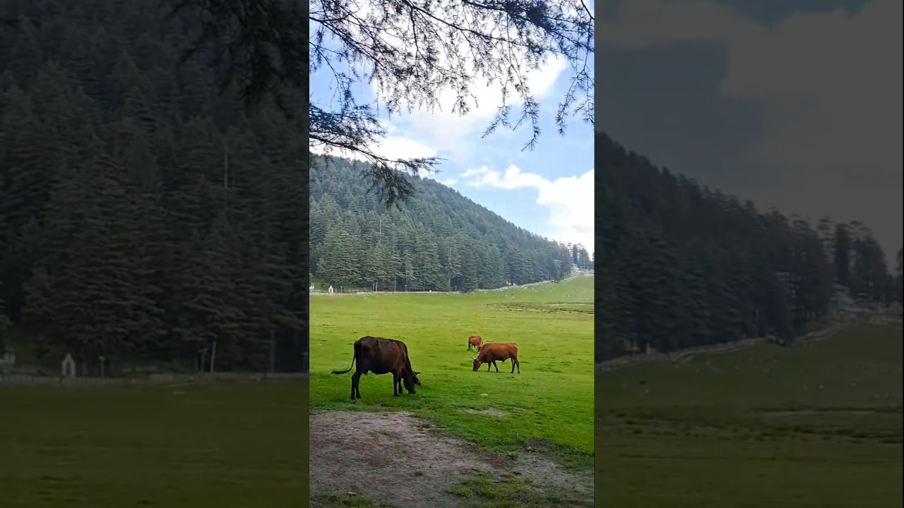The Day Everything Changed Forever #pahelgam #kashmirnews #ytshorts #shortsfeed