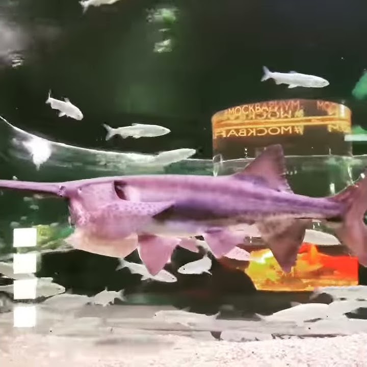 Instagram-Aquarium, Аквариум, Дулан загас, Аварга загас, Shark, Акула ...