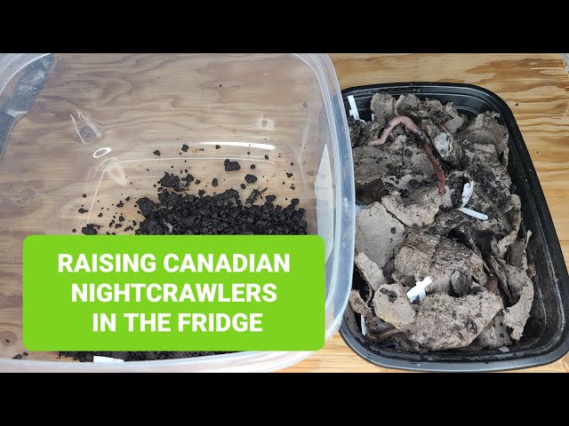 Raising Canadian Nightcrawlers At Home  6 Month Update On Our DIY Dew Worm  Bait Farm 