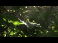 Landscapes Pemandangan Hutan Tropis Pegunungan HD