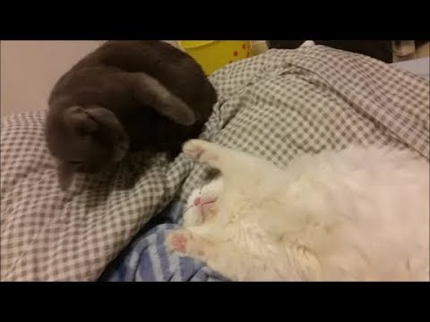 灰色猫に殴られても寝続ける白モフ猫 - YouTube