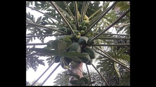 taille de papaya - تقليم البابايا - Pruning Papaya tree