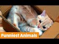 1 hour of the funniest animals  funny pets