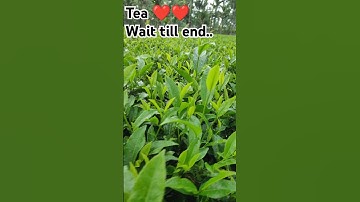 Mini Vlog 07 || Mini vlog kaise shoot kare #minivlog #tea #shorts #firstvlog #assam