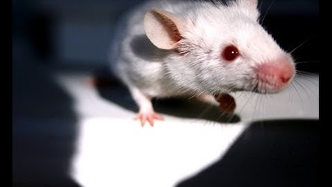 The Ghost Mouse