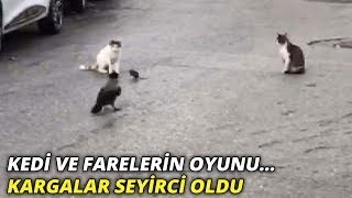 İstanbul'da sokaklarda kedi ve farelerin oyunu... Kargalar seyirci oldu